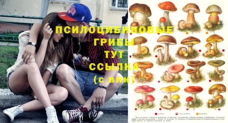 Псилоцибиновые грибы Cubensis  наркота  Балтийск 